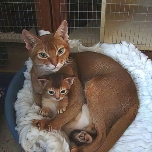 Mèo Abyssinian mẹ và con, ngoại hình sang trọng, tính cách trung thành, thông minh.