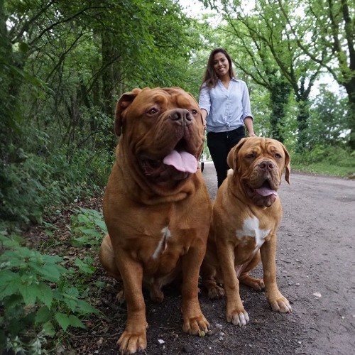 Hai chú chó Ngao Pháp Dogue de Bordeaux với dáng oai vệ, đi dạo cùng chủ nhân.