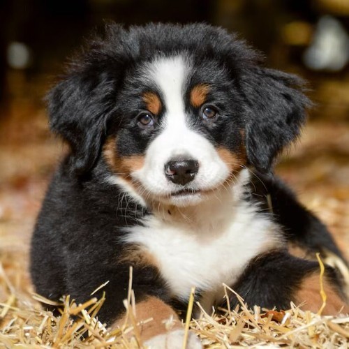 Một chú chó con Bernese Mountain Dog với bộ lông tam sắc đáng yêu.