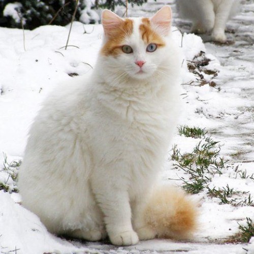 Mèo Turkish Van lông trắng mềm, đuôi cam, trên nền tuyết.