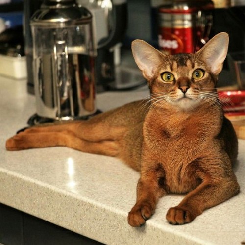 Mèo Abyssinian thư giãn trên bàn, dễ thương nhưng cần chú ý các bệnh di truyền thường gặp.