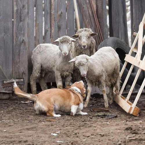 Chó Corgi ngáo chăm chỉ làm việc tại chuồng cừu.