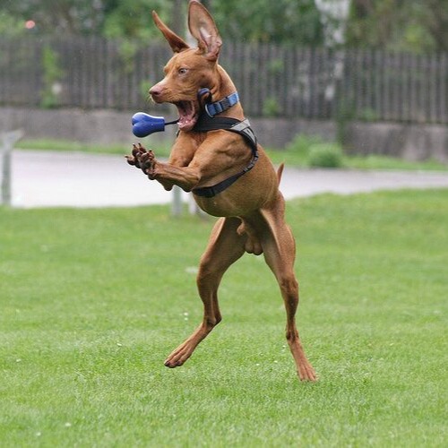 Chó Pharaoh Hound đang nhảy cao bắt đồ chơi, thân hình săn chắc, tai lớn dựng thẳng.