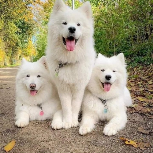 Ba chú chó Eskimo lông trắng tinh ngồi và đứng cạnh nhau trên con đường phủ lá mùa thu.