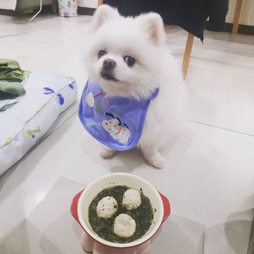 Chó Phốc Sóc trắng đang đeo yếm, ngồi trước bát thức ăn rau và thịt viên.