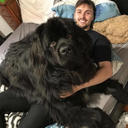 Chó Newfoundland khổng lồ màu đen đang nằm trên giường với chủ nhân.