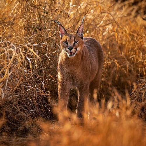 Mèo Caracal trong môi trường tự nhiên, tai đen đặc trưng, bước đi uy nghi giữa cỏ vàng.