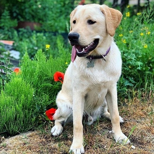 Chó Labrador lai Golden ngồi ngoài vườn hoa, thè lưỡi dễ thương