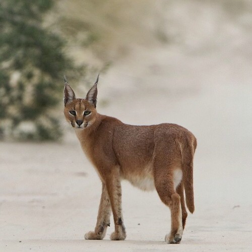 Mèo Caracal trong môi trường hoang dã, thích nghi với hoạt động thể chất.