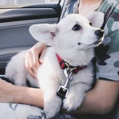Chó Corgi bạch tạng nằm ngoan trong lòng người chủ khi đi xe ô tô