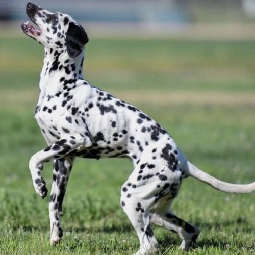 Chó Dalmatian vận động năng động trên bãi cỏ xanh.