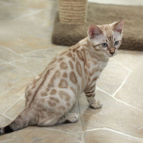 Mèo Bengal Seal Mink với bộ lông độc đáo và mắt xanh nước biển