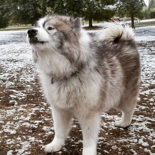 Chó Eskimo Canada lông dày, dáng khỏe mạnh đứng trong khung cảnh mùa đông đầy tuyết.