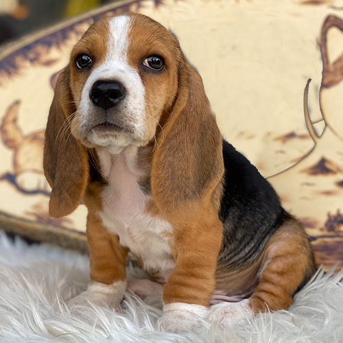 Chó Basset Hound con với đôi tai cụp và đôi mắt đượm buồn.