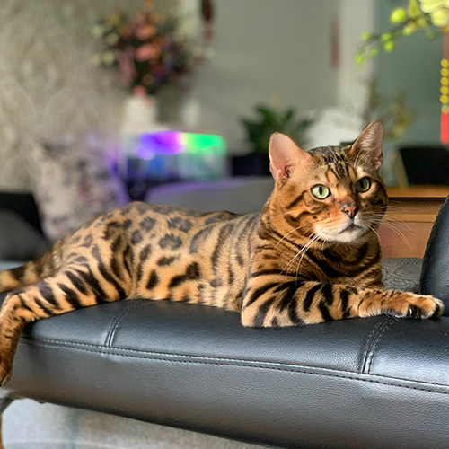Mèo Bengal nằm trên ghế, bộ lông vằn báo sang trọng.