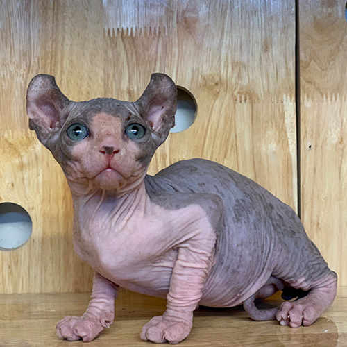 Mèo Sphynx không lông với đôi mắt xanh và tai lớn nổi bật.
