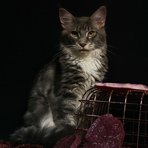 Mèo Maine Coon xám lông dài oai vệ ngồi cạnh miếng thịt.