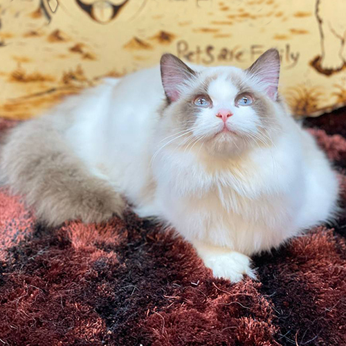 Mèo Ragdoll lông trắng, mắt xanh nằm trên thảm đỏ.