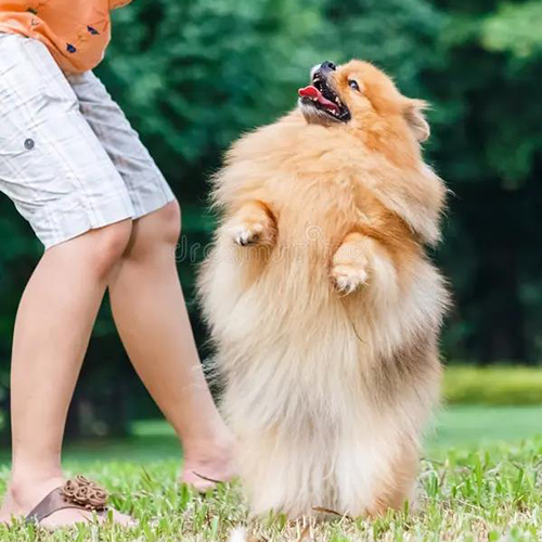 Chó Phốc Sóc đứng bằng hai chân sau, vui vẻ luyện tập với chủ nhân trên bãi cỏ xanh.