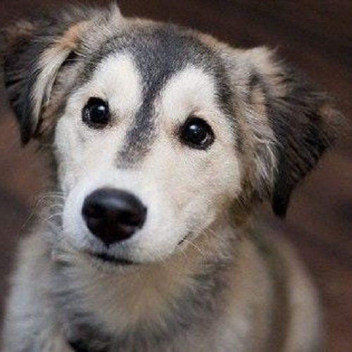 Chó Golden Retriever lai Husky với khuôn mặt ngộ nghĩnh và ánh mắt lanh lợi