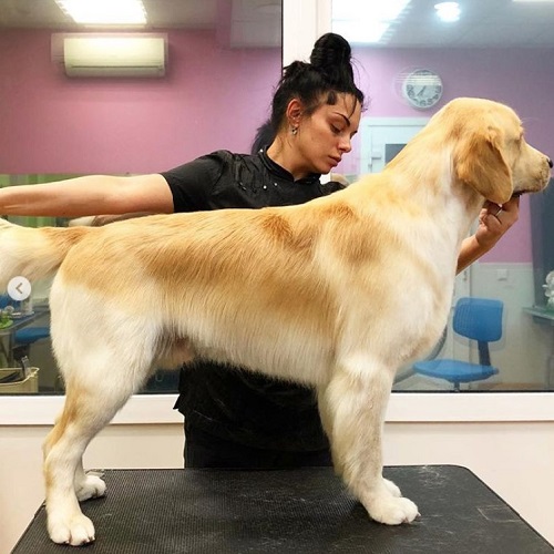 Golden Retriever lông ngắn được huấn luyện tạo dáng trên bàn grooming