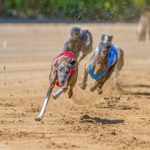 Chó Greyhound đang đua trên đường đất tại trường đua.