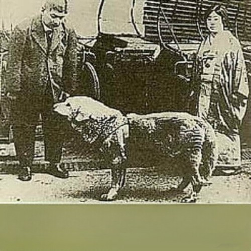 Hachiko buồn bã trong những ngày cuối đời.