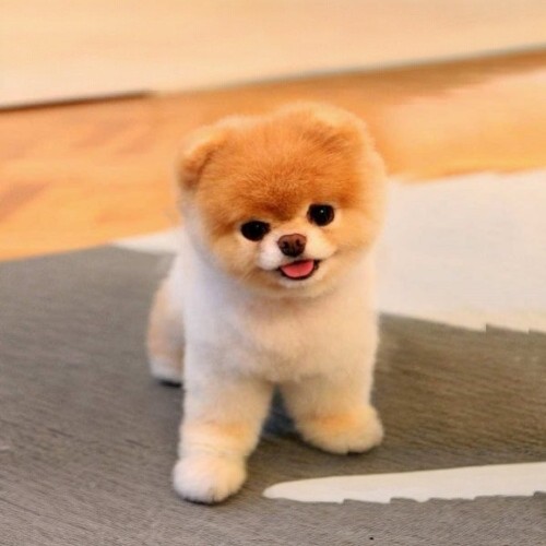 Chú chó Boo - chú Phốc Sóc mini dễ thương nổi tiếng.