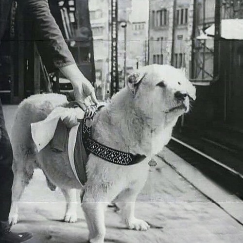 Hachiko buồn bã chờ đợi chủ tại nhà ga Shibuya.
