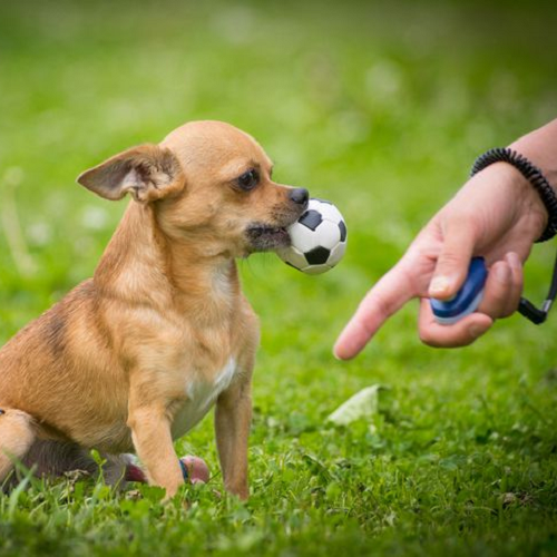 Chó Chihuahua ngậm bóng đá nhỏ trong miệng khi được huấn luyện ngoài trời.