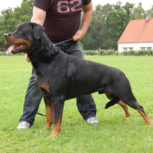 Chó Rottweiler đen nâu, thân hình lực lưỡng, đang được chủ dắt đi huấn luyện.