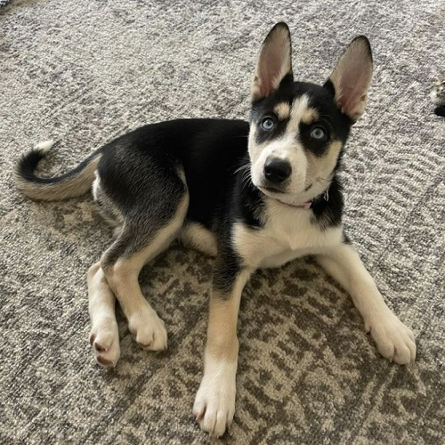 Chó Husky lai mắt xanh nằm trên thảm, mang vẻ ngoài khỏe mạnh và lanh lợi
