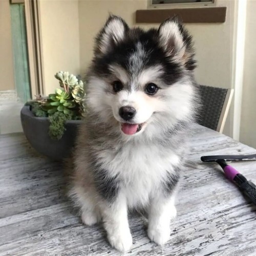 Chó Pomsky lai giữa Phốc Sóc và Husky, đáng yêu với lông dày bông xù.