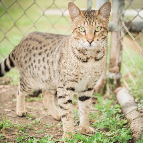 Mèo Savannah với bộ lông đốm hoang dã, dáng cao gầy, đứng trong khu vực hàng rào.