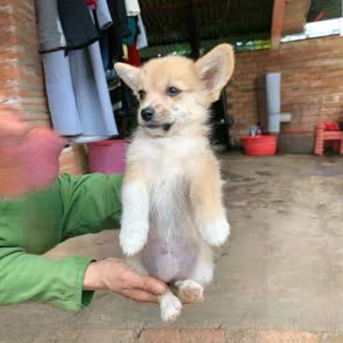 Chó Corgi lai Nhật đáng yêu với kích thước vừa phải, lông dài.