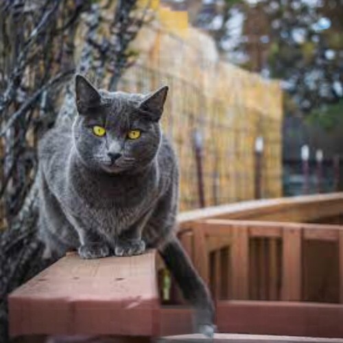 Mèo Chartreux lông xám tro, mắt vàng, dáng quấn chủ và thân thiện.