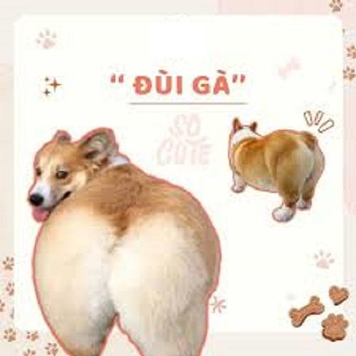 Chó Corgi cắt lông tạo hình đùi gà siêu đáng yêu