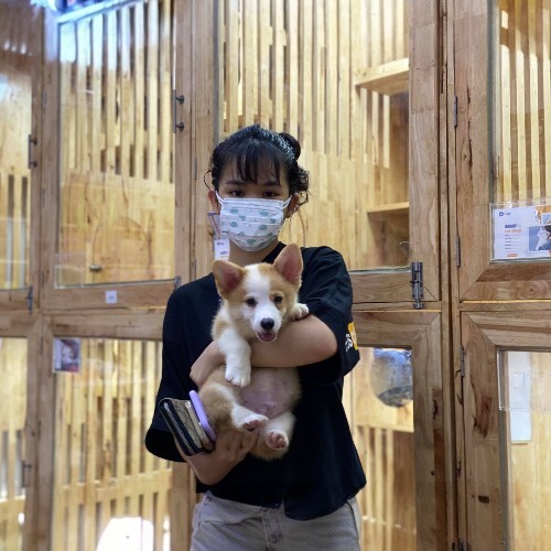Nhân viên Chomeocanh.com bế chú chó Corgi dễ thương trong cửa hàng.