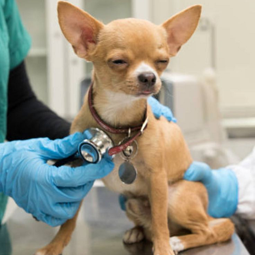 Chó Chihuahua được bác sĩ thú y khám bệnh, phát hiện sớm bệnh lý