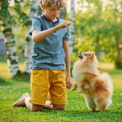 Cậu bé huấn luyện chó Phốc Sóc ngoài trời, sử dụng phần thưởng để khuyến khích hành vi đúng.