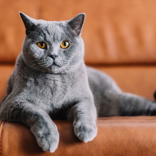 Mèo Chartreux lông xám truyền thống của Pháp, đôi mắt vàng ấn tượng.