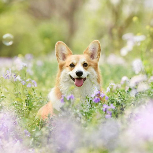 Chó Corgi giữa vườn hoa tím, nổi bật với vẻ đẹp đáng yêu và thông minh.
