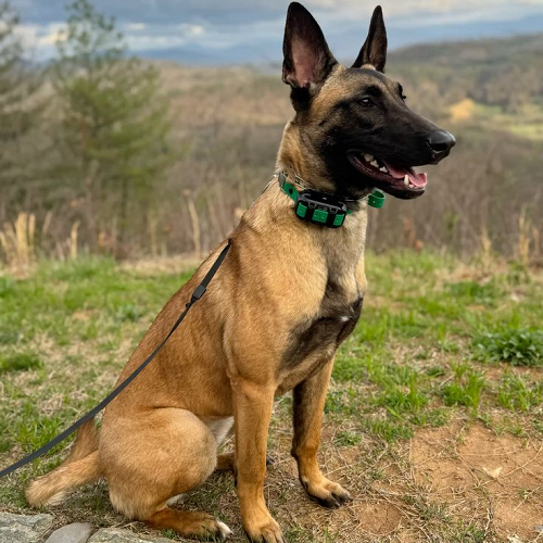 Chó Malinois ngồi trên bãi cỏ, nền cảnh đồi núi phía xa