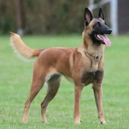 Chó Malinois đuôi thẳng dài, dáng đứng oai phong trên đồng cỏ