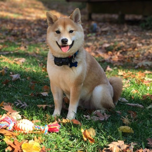 Mame Shiba đáng yêu với lông vàng ngồi trên bãi cỏ mùa thu.
