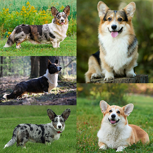 Tổng hợp màu lông Corgi Pembroke và Cardigan: đỏ, tricolor, blue merle và vện.