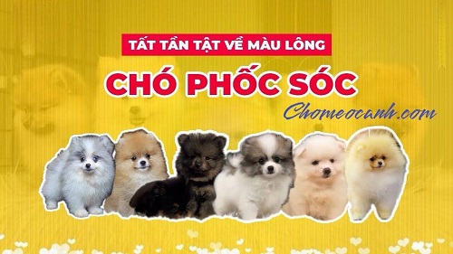Các màu lông phổ biến của chó Phốc Sóc, từ trắng, đen, cam đến blue merle và black & tan.
