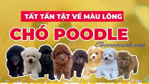 Chó Poodle đa dạng màu lông từ đen, trắng, nâu đỏ đến màu hiếm như bò sữa.
