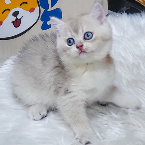 Mèo Anh lông ngắn 2 tháng tuổi màu silver mắt xanh long lanh