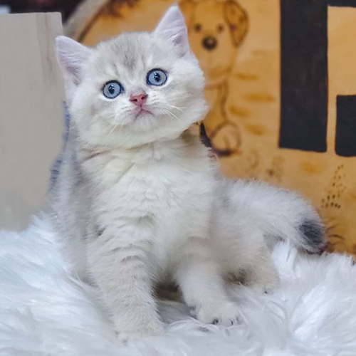 Mèo Anh lông ngắn thuần chủng mắt xanh ngồi trên lông trắng
